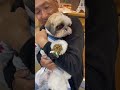 桃ちゃんイケメンになったよ😘 shihtzu シーズー むく桃パパチャンネル