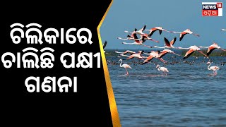 Chilika Lake Odisha | ଚିଲିକାରେ ପକ୍ଷୀ ଗଣନା | Odia News