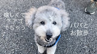 【トイプードル】パパの休日にお散歩に連れて行ってもらうわ❤️よろしく！パパ❤️ dog going for a walk with daddy