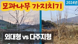 모과나무 가지치기 - 외대형/다주지형 전정법