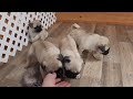 Pug Puppies. Hatchet's 6 wk old litter.