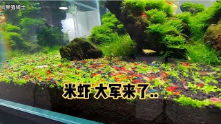 600只米虾大军放进草缸是什么感觉？现在带你体验一下……#草缸造景