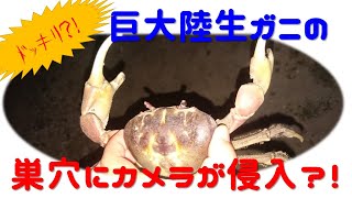 巨大ガニの巣穴にカメラが侵入調査！