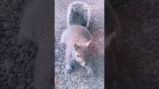 【加拿大生活】野生松鼠 squirrel watching #shorts