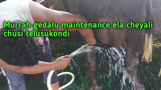 Murrah buffalo maintenance ela cheyali.E video lo chusi teluskondi.