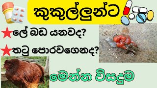 කුකුල්ලුන්ට ලේ බඩ යනවද? තටු පොරවගනද ඉන්නේ? මෙන්න විසදුම👉🏾👉🏾🥵