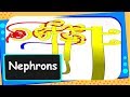 Biology - Excretion – Structure and functions of nephron - Life Processes - Part 18 - English