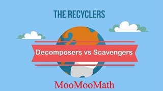 Decomposers vs Scavengers