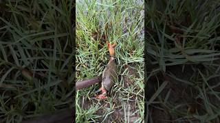 দেখেন কাঁকড়া কিভাবে আক্রমণ করে🦀#crab #fish #fishing #viral #viralvideo #shorts #shortvideo