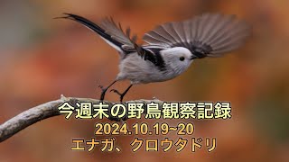 今週末の野鳥観察記録　紅葉とエナガ、クロウタドリ、ヨーロッパアオゲラ