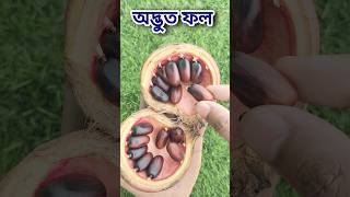 অদ্ভুত এই ফলটির নাম কি ?#shorts #fruit #satisfying #unique #peanut #vlog #tree #what #garden #diy