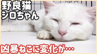 保護して2週間であの凶暴猫に変化が…