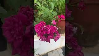 என் ரோஜா தோட்டம் எவ்வளவு அழகு|My rose garden tour #gardening #roses #shorts