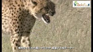 天敵のハイエナが・・・　前編　チーターの狩り#10　「閲覧注意」　Wild Animals in Africa / Natural enemy Hyena Part1