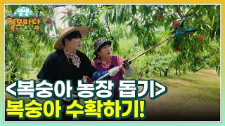 ＜복숭아 농장 돕기＞ 복숭아 수확하기! MBN 240716 방송