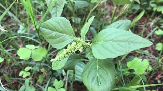 Doğada Horoz İbiği Otu Amaranthus viridis Tohumu ve Yaprakları Şifalı