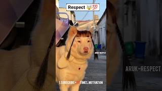 Respect 💯 Cute Dog 😱#shorts #respect #tiktok #shortsfeed #viralshorts #respectshorts #youtubeshorts