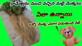 Jasmine Plants Form Rameshwaram || How To Get Jasmine Plants From Rameshwaram, మల్లె మొక్కలు 2020