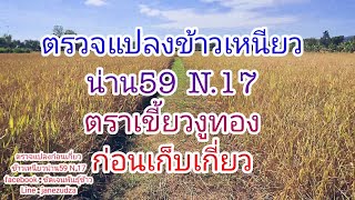 น่าน 59 เบอร์ 17 ตราเขี้ยวงูทอง พาทุกท่านมาตรวจแปลง ก่อนทำการเก็บเกี่ยว มีข้าวปนหรือไม่ มาช่วยกันดู