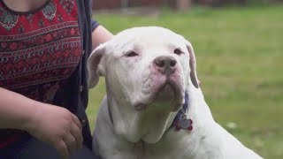Oregon Humane Society offering dog adoption deals after shelters face ‘capacity crisis’
