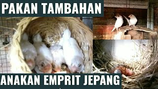 Makanan emprit jepang terbaik untuk anakan