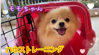 【犬の幼稚園】モモちゃんハウストレーニング❤️