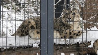 もこもこの冬毛で暖かそうです（円山動物園　ユキヒョウのシジム） #snowleopard #bigcat