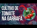 Cultivo de Tomate na Garrafa Pet | Plantar tomate em garrafa | #plantiodetomate