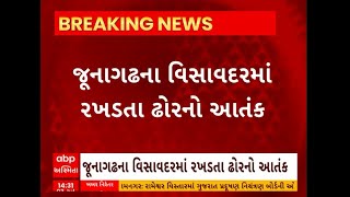 Junagadh News । જૂનાગઢના વિસાવદરમાં રખડતા ઢોરનો આંતક જોવા મળ્યો