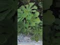 Wild Fig Tree Growing at Derelict House in Kos Town Greece