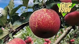 四川盐源丑苹果：这里的苹果虽丑，但是让你甜到心里| Apple【金字招牌】