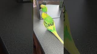 いつまでも可愛いすぎる動きのインコ