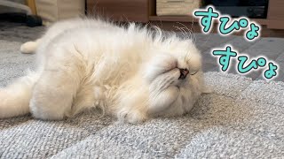 子猫の寝顔が天使すぎて癒されます…［ペルシャ猫］