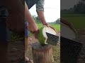 satisfying coconut peeling coconut cuttingskills