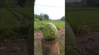 Satisfying coconut peeling #coconut #cuttingskills