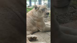 緩春🌸㉚ホワイトライオン・白獅子・リズムちゃん・沖縄こどもの国・・・White_Lion・Okinawa Zoo \u0026 Museum(20230323)