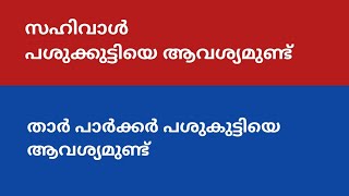 താർ പാർക്കർ / സഹിവാൾ / പശുക്കുട്ടി / ആവശ്യമുണ്ട്