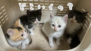 お部屋が使えなくなるので子猫４匹と親猫お引っ越しします！