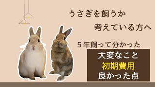 【うさぎを飼うか迷っている方へ】うさぎ飼い５年目が教える　大変なこと、ギャップ、かかるお金、飼って良かったこと　飼い方