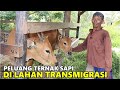 PELUANG TERNAK SAPI DI LOKASI TRANSMIGRASI, LAHAN PASANG SURUT TANJUNG BUKA, KALIMANTAN UTARA