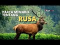 Fakta Menarik Tentang Rusa