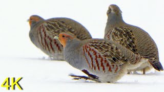 Rebhuhn im ersten Schnee  --  Partrige in the first Snow