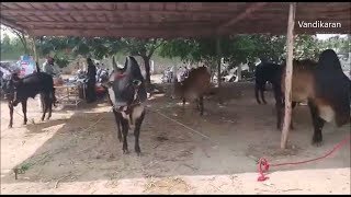 வெள்ளகோவில் காங்கேயம் கால்நடை கண்காட்சி Vellakovil Kangayam cattle show 25/03/2018