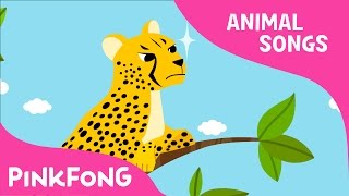 Cheetah Bang Bang | Cheetah | Animal Songs | Pinkfong Songs for Children