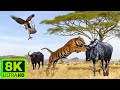 4K(ULTRA)HD Wildlife: Mana Pools National Park, Zimbabwe - Scenic Wildlife Film With Calming Music