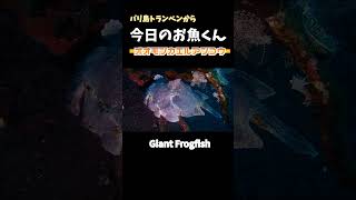 [オオモンカエルアンコウ] Giant Frogfish in Tulamben Bali on 3 Feb 2023 #shorts