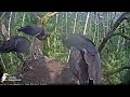 melnais stārķis~although people are under the nest tree urga comes to feed~1 46 pm 2024 08 10