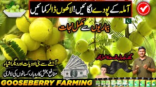 AMLA (Gooseberry) Farming In Pakistan | Charisma Benefits of Amrit Fruit | Kissan Ka Pakistan