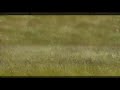 meadow magic jay mix by carl lohmann and maine jaybird downtemp world music