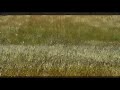 meadow magic jay mix by carl lohmann and maine jaybird downtemp world music